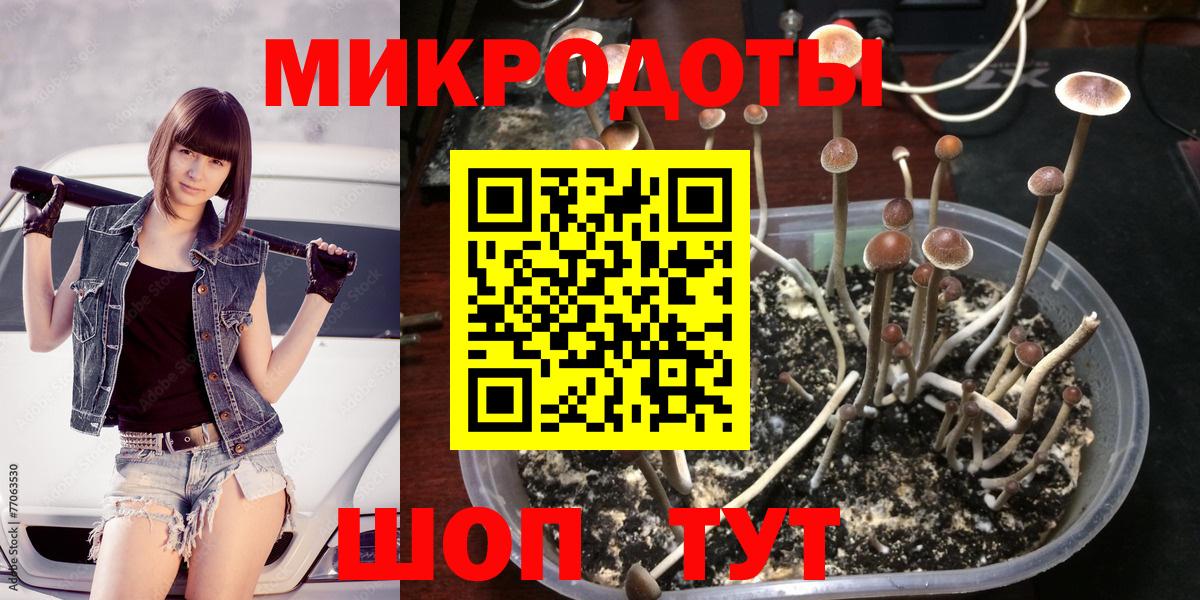 Псилоцибиновые грибы Psilocybine cubensis Белгород